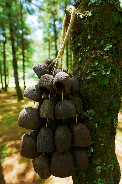 Seed Shaker | Handmade Salin Water Bellwood Seed Shell Hand Bell – Natural Rainforest Decor
